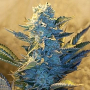 White Widow Feminized cannabis flower bud by G13 Labs Seeds