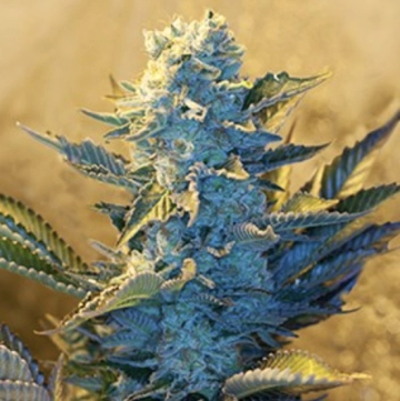 White Widow Feminized cannabis flower bud by G13 Labs Seeds
