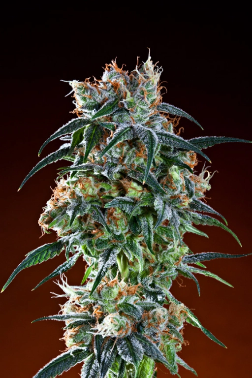 Bay 11 – Grand Daddy Purp – Regular