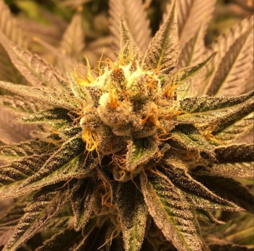 Grandpa Larry Regular cannabis flower bud by Grand Daddy Purp