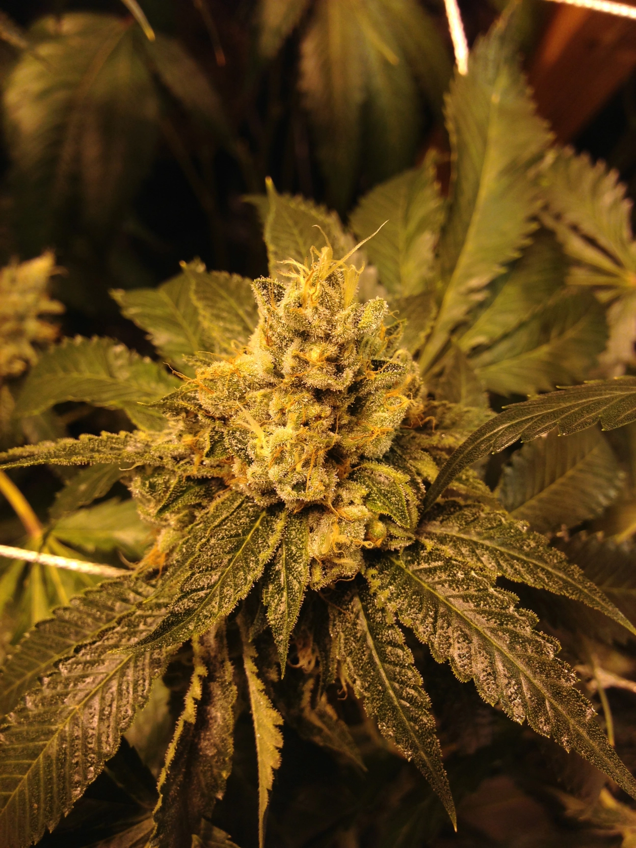 OG Kush – Grand Daddy Purp – Regular
