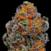 Original Granddaddy Purp Feminized cannabis flower bud by Grand Daddy Purp