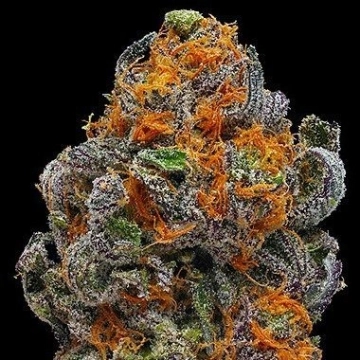 Original Granddaddy Purp Feminized cannabis flower bud by Grand Daddy Purp
