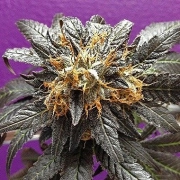 Phantom Cookies Regular cannabis flower bud by Grand Daddy Purp