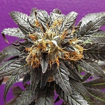Phantom Cookies Regular cannabis flower bud by Grand Daddy Purp