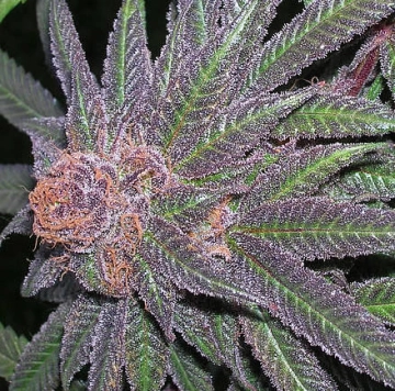 Purple Wreck Regular cannabis flower bud by Grand Daddy Purp