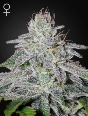 Franco's Lemon Cheese Feminized cannabis flower bud by Greenhouse Seed Co
