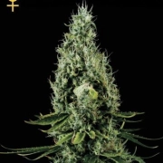 Arjans Haze #2 Feminized cannabis flower bud by Greenhouse Seed Co