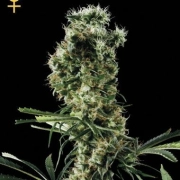 Arjans Haze 3 Feminized cannabis flower bud by Greenhouse Seed Co