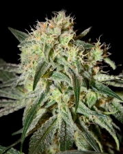 Damn Sour Feminized cannabis flower bud by Greenhouse Seed Co