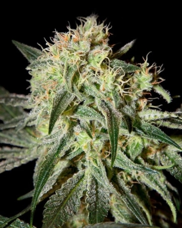 Damn Sour Feminized cannabis flower bud by Greenhouse Seed Co