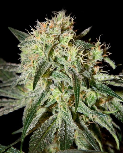 Damn Sour – Greenhouse Seed Co – Feminized