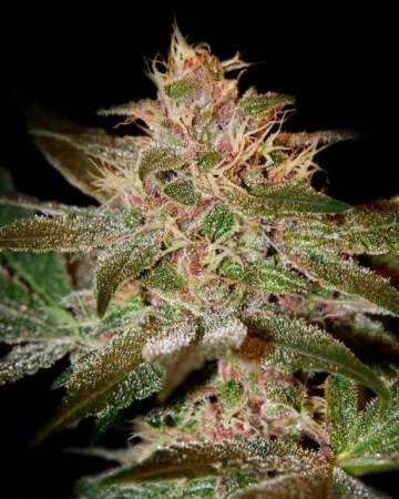 Pure Kush Feminized cannabis flower bud by Greenhouse Seed Co
