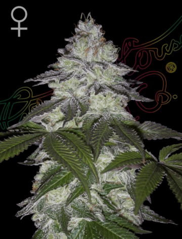 AMS Feminized cannabis flower bud by Greenhouse Seed Co