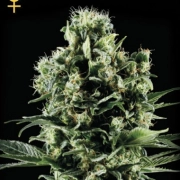Arjan's Ultra Haze 2 Feminized cannabis flower bud by Greenhouse Seed Co