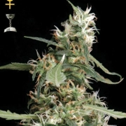 Arjan's Ultra Haze Feminized cannabis flower bud by Greenhouse Seed Co