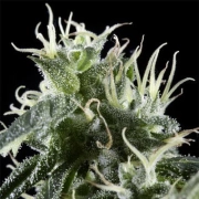 Arjans Haze Feminized cannabis flower bud by Greenhouse Seed Co