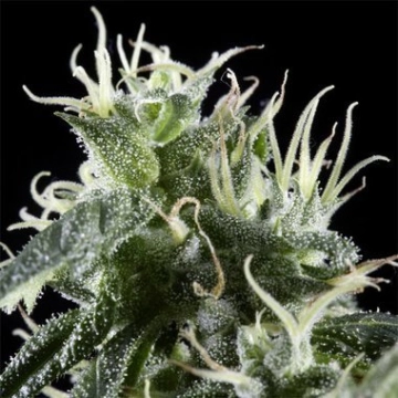 Arjans Haze Feminized cannabis flower bud by Greenhouse Seed Co
