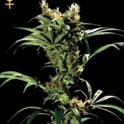Arjans Strawberry Haze Feminized cannabis flower bud by Greenhouse Seed Co