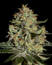 Big Bang Feminized cannabis flower bud by Greenhouse Seed Co