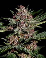 Bubba Kush Feminized cannabis flower bud by Greenhouse Seed Co
