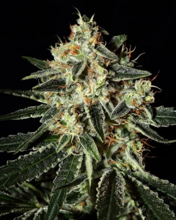 Cheese Feminized cannabis flower bud by Greenhouse Seed Co