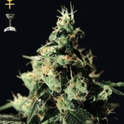Chemdog Feminized cannabis flower bud by Greenhouse Seed Co