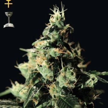 Chemdog Feminized cannabis flower bud by Greenhouse Seed Co