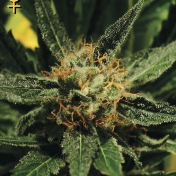 Diamond Girl Feminized cannabis flower bud by Greenhouse Seed Co