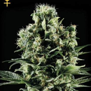 El Nino Feminized cannabis flower bud by Greenhouse Seed Co
