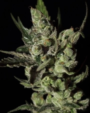 Exodus Cheese Feminized cannabis flower bud by Greenhouse Seed Co