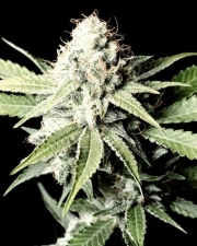 Great White Shark Feminized cannabis flower bud by Greenhouse Seed Co