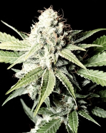 Great White Shark Feminized cannabis flower bud by Greenhouse Seed Co