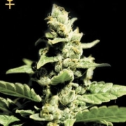 Green-O-Matic Feminized cannabis flower bud by Greenhouse Seed Co