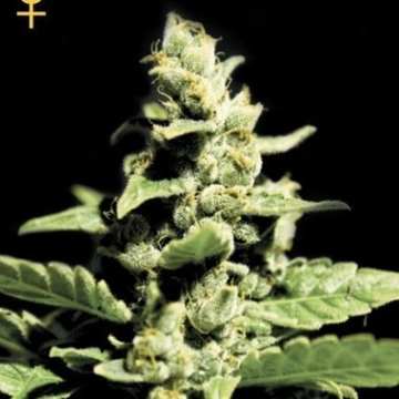 Green-O-Matic Feminized cannabis flower bud by Greenhouse Seed Co