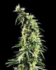 Hawaiian Snow Feminized cannabis flower bud by Greenhouse Seed Co
