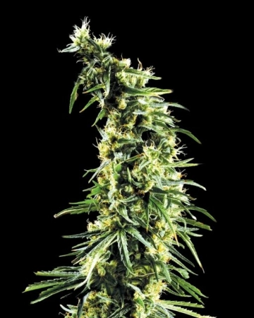 Hawaiian Snow Feminized cannabis flower bud by Greenhouse Seed Co