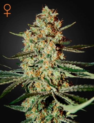 Himalayan Gold Feminized cannabis flower bud by Greenhouse Seed Co