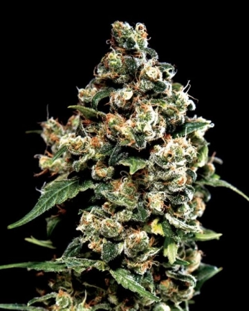Jack Herer Feminized cannabis flower bud by Greenhouse Seed Co