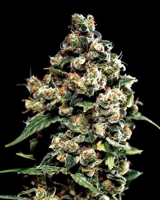 Jack Herer – Greenhouse Seed Co – Feminized