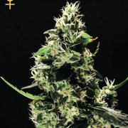 K train Feminized cannabis flower bud by Greenhouse Seed Co