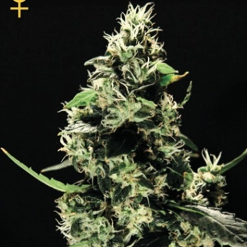 K train Feminized cannabis flower bud by Greenhouse Seed Co