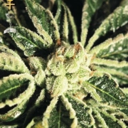 Kaia Kush Feminized cannabis flower bud by Greenhouse Seed Co