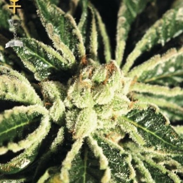 Kaia Kush Feminized cannabis flower bud by Greenhouse Seed Co