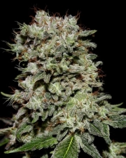 Kalashnikova Feminized cannabis flower bud by Greenhouse Seed Co