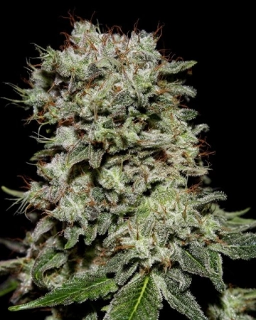 Kalashnikova Feminized cannabis flower bud by Greenhouse Seed Co