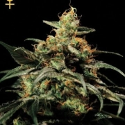 Kings Kush Feminized cannabis flower bud by Greenhouse Seed Co