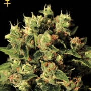 Ladyburn 1974 Feminized cannabis flower bud by Greenhouse Seed Co