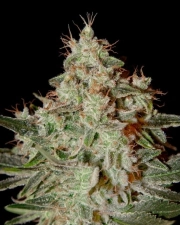 Lemon Skunk Feminized cannabis flower bud by Greenhouse Seed Co