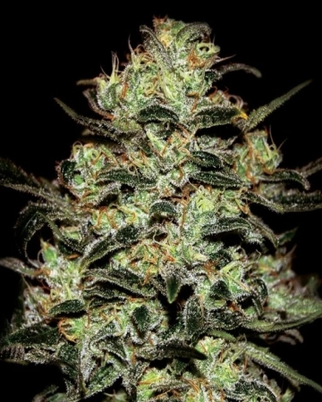 Moby Dick Feminized cannabis flower bud by Greenhouse Seed Co